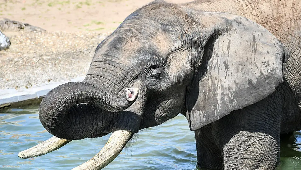 Male Elephants Use Deep Rumbles To Signal When It Is Time To Go