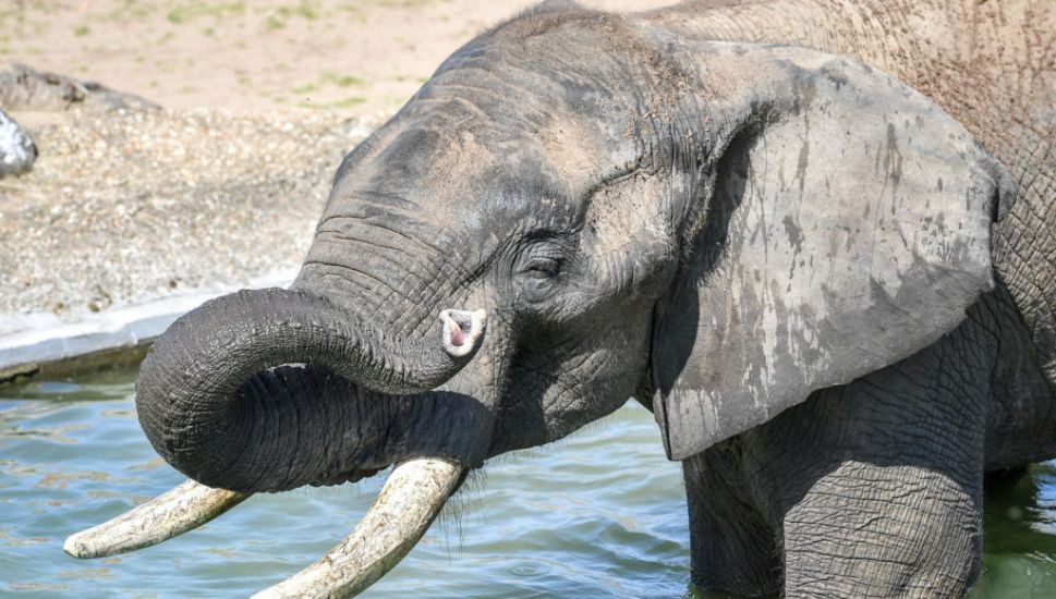 Male Elephants Use Deep Rumbles To Signal When It Is Time To Go