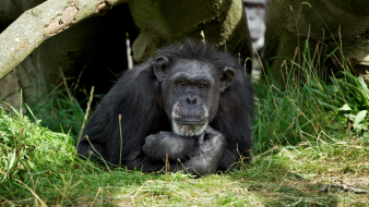 Dublin Zoo Says Goodbye To Longest-Standing Resident, 62-Year-Old Chimpanzee Betty