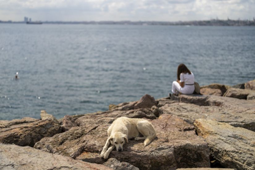 Mass Cull Fears As Bill To Regulate Turkey’s Stray Dog Population Approved