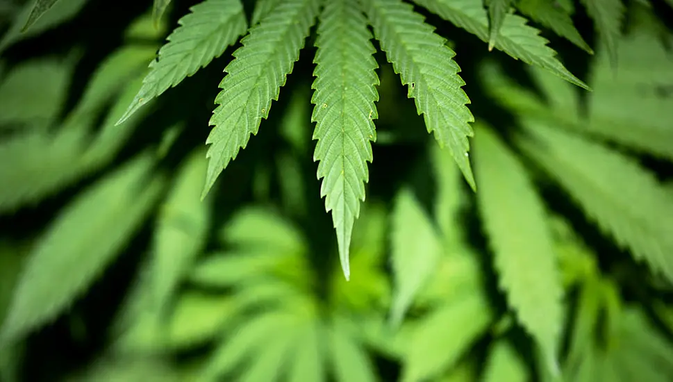 Oireachtas Committee Recommends 'Cannabis Clubs' Legislation