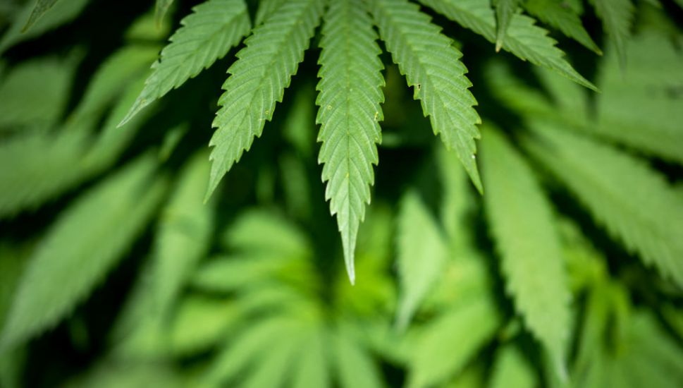 Oireachtas Committee Recommends 'Cannabis Clubs' Legislation