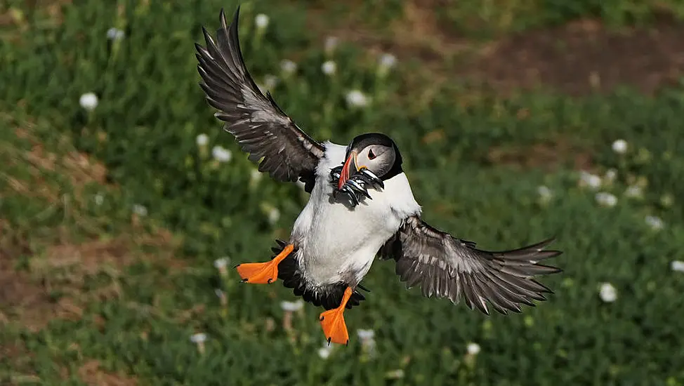 Protection Area Could Mean Brighter Future For Puffins On Saltee Islands