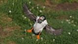 Protection Area Could Mean Brighter Future For Puffins On Saltee Islands