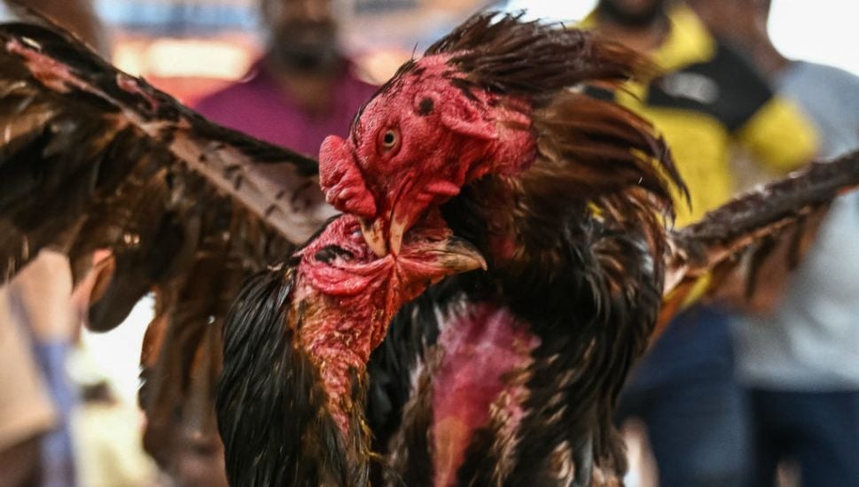 Evidence Of Suspected 'Cock Fighting' Discovered Alongside 15 Dead Roosters In Co Monaghan