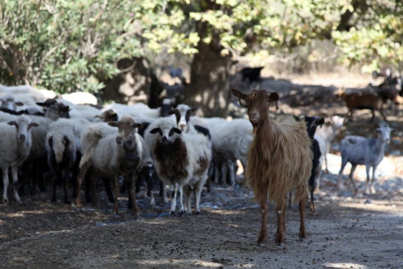 Greece Announces Nationwide Restrictions To Combat ‘Goat Plague’ Outbreak