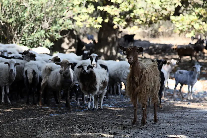 Greece Announces Nationwide Restrictions To Combat ‘Goat Plague’ Outbreak