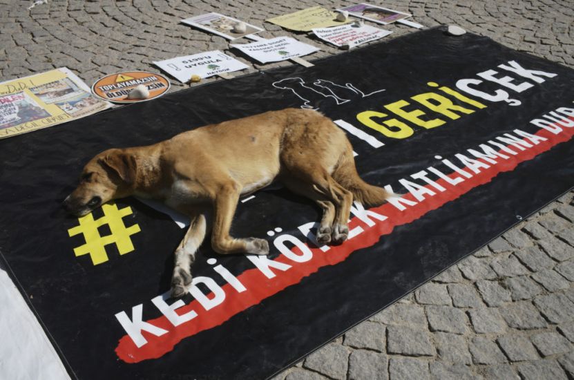 Turkish Assembly Clears Way For ‘Massacre Law’ To Round Up Stray Dogs