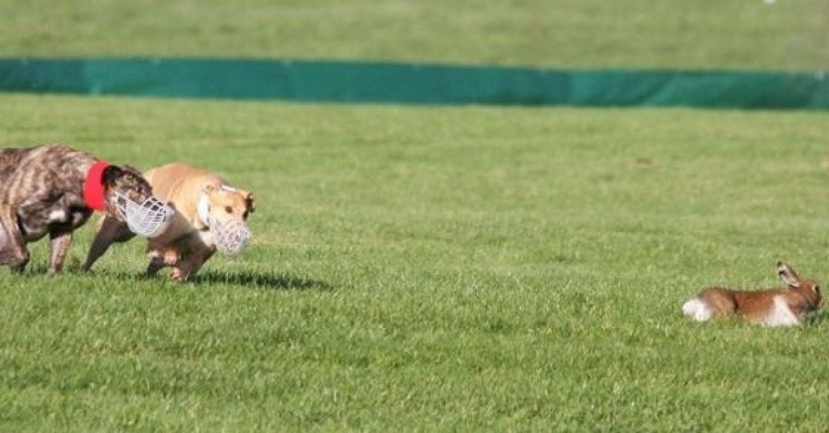 ISPCA призовава правителството да спре издаването на лицензи за лов на заек