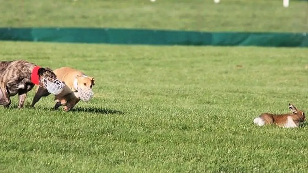 Ispca Calls On Government To Stop Issuing Hare Coursing Licences