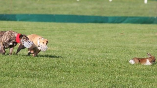 Ispca Calls On Government To Stop Issuing Hare Coursing Licences