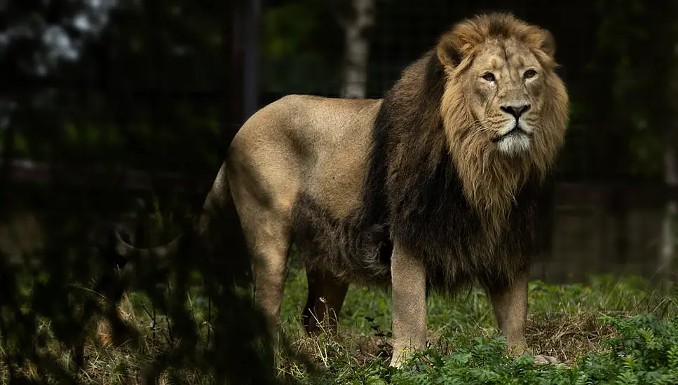 Dublin Zoo Welcomes New Asian Lion