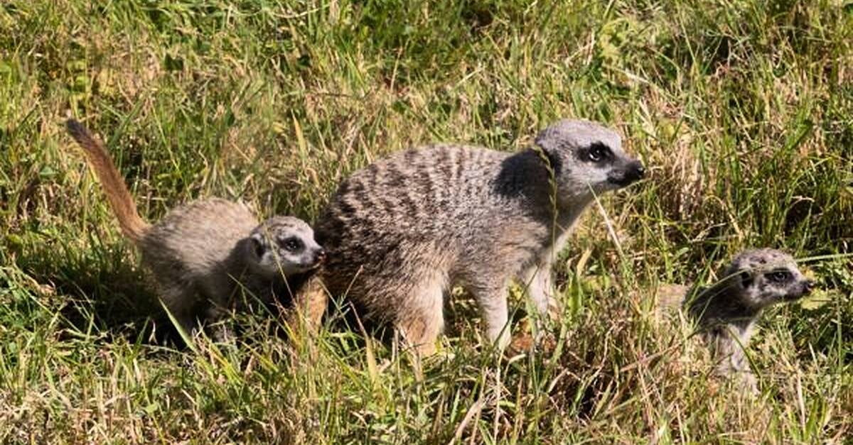 Fota Wildlife Park в Ко Корк обяви пристигането на две