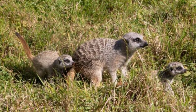 Fota Wildlife Park Announces Arrival Of Two New Meerkat Pups