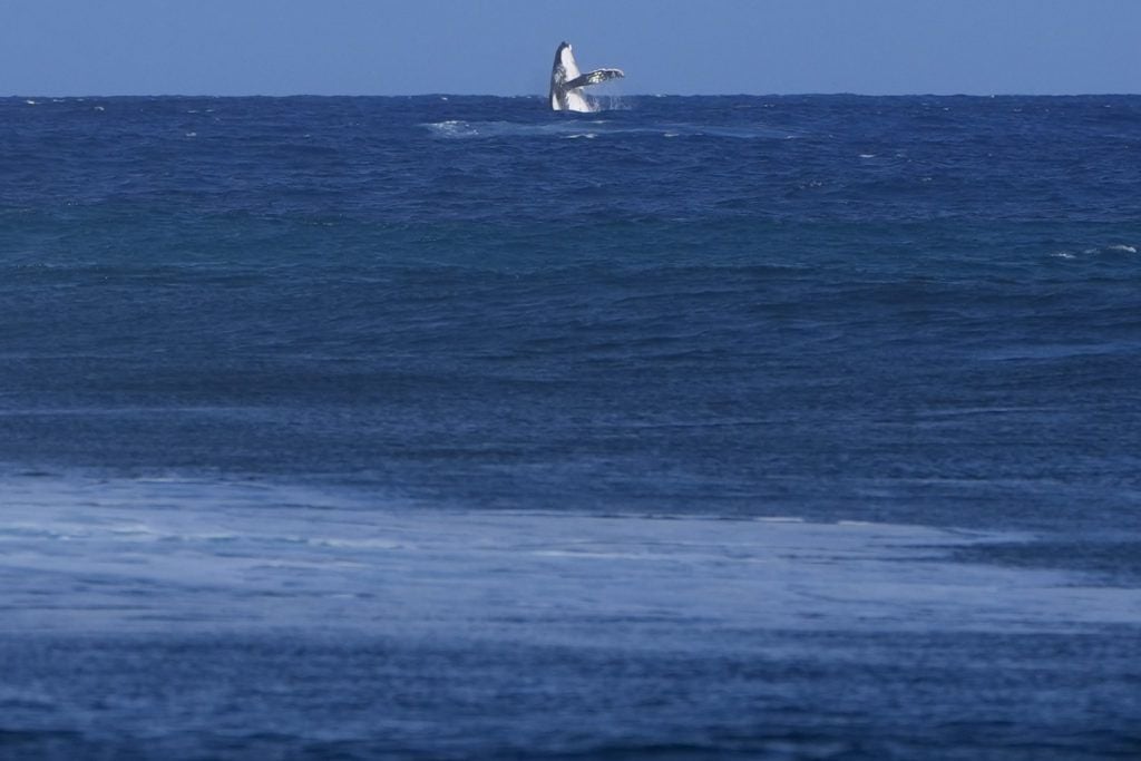 Whale breach seen during Paris Olympics surfing semi-final competition in Tahiti