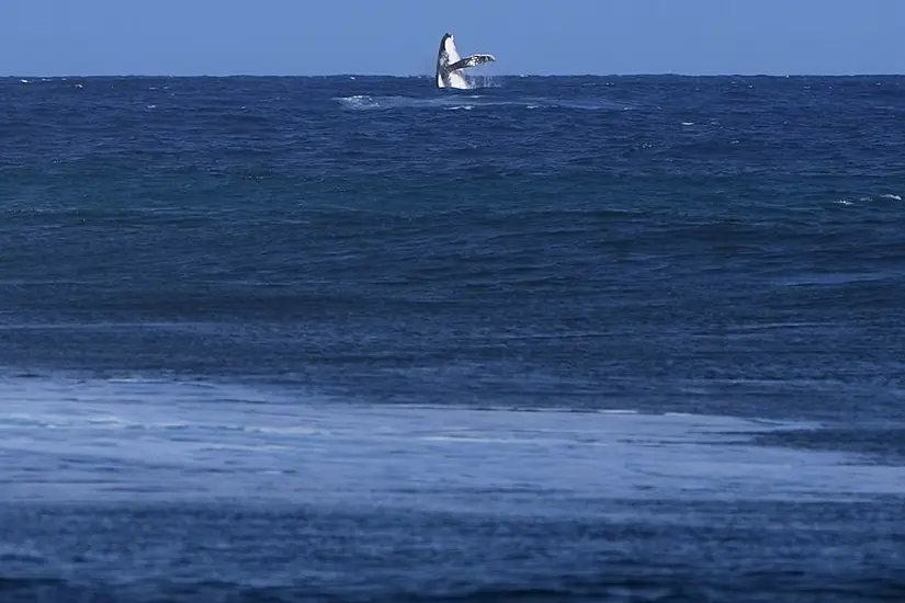 Whale Breach Seen During Paris Olympics Surfing Semi-Final Competition In Tahiti