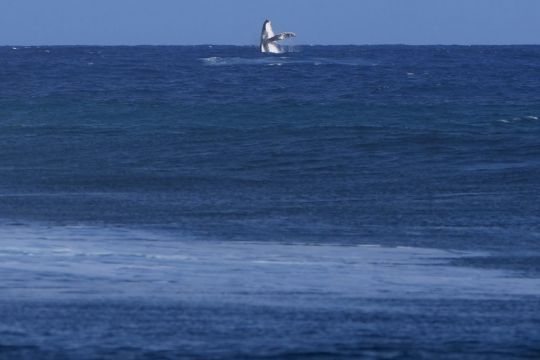 Whale Breach Seen During Paris Olympics Surfing Semi-Final Competition In Tahiti