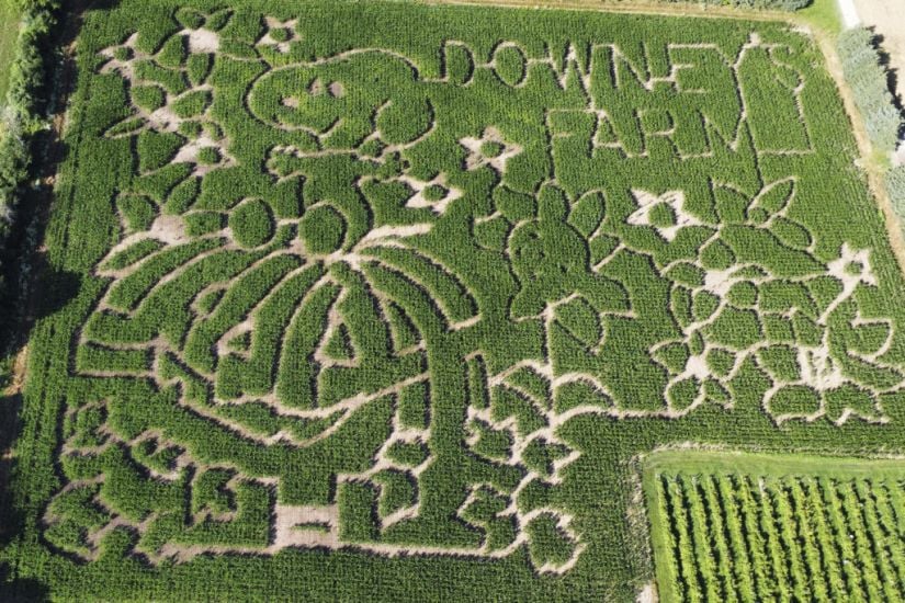 North American Farmers Honour Peanuts Creator Charles M Schulz With Corn Mazes