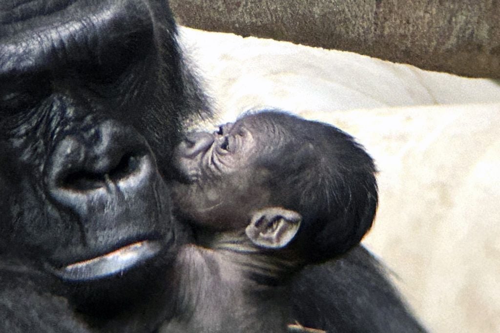 Baby gorilla born at Detroit Zoo