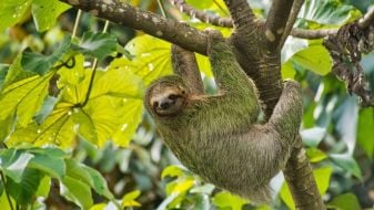 What Is Sloth Fever And Can I Catch It?