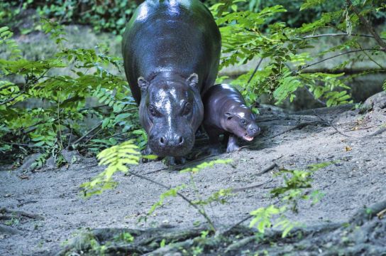 Berlin’s Newest Pygmy Hippo Makes Her Debut