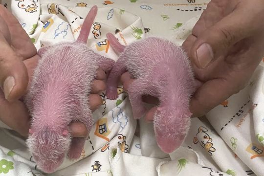 Hong Kong Welcomes The Birth Of Its First Locally Born Giant Pandas