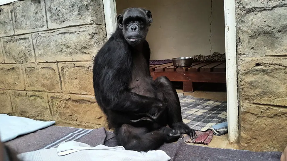 Orphan Chimpanzee Chocolat Delivered To New Home By Courier