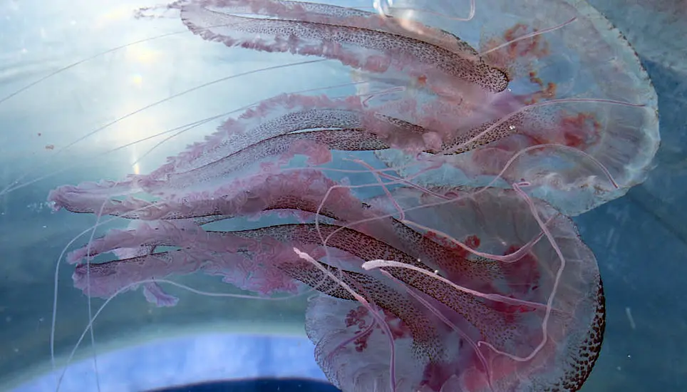 Warning After Person Injured Following Influx Of Mauve Stinger Jellyfish In Donegal