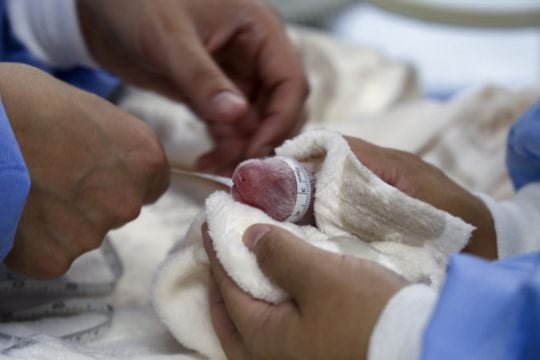 Second Set Of Giant Panda Cubs Arrives At Berlin Zoo