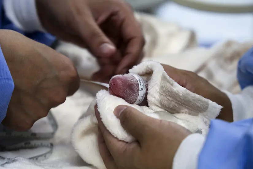 Five-Day-Old Panda Twins ‘Thriving’ At Berlin Zoo