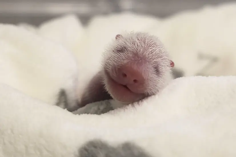 Germany’s Newest Panda Twins Thrive During Early Days In Berlin Zoo