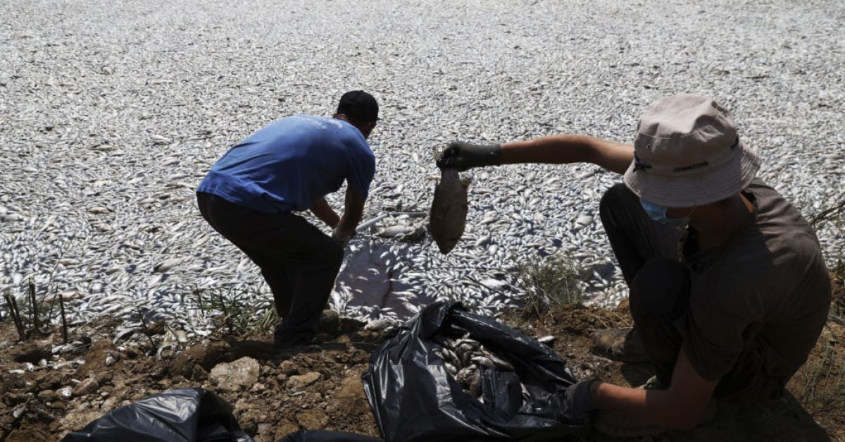 Millions of dead fish clog bay – climate change suggests extinction