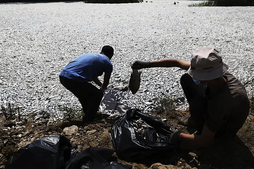 Millions Of Dead Fish Clog Bay In Die-Off Linked To Climate Change