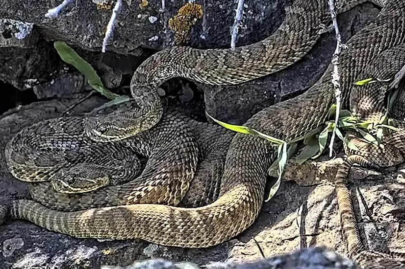 Scientists Use Video To Monitor ‘Mega-Den’ Of Hundreds Of Rattlesnakes