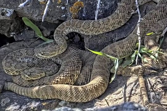 Scientists Use Video To Monitor ‘Mega-Den’ Of Hundreds Of Rattlesnakes