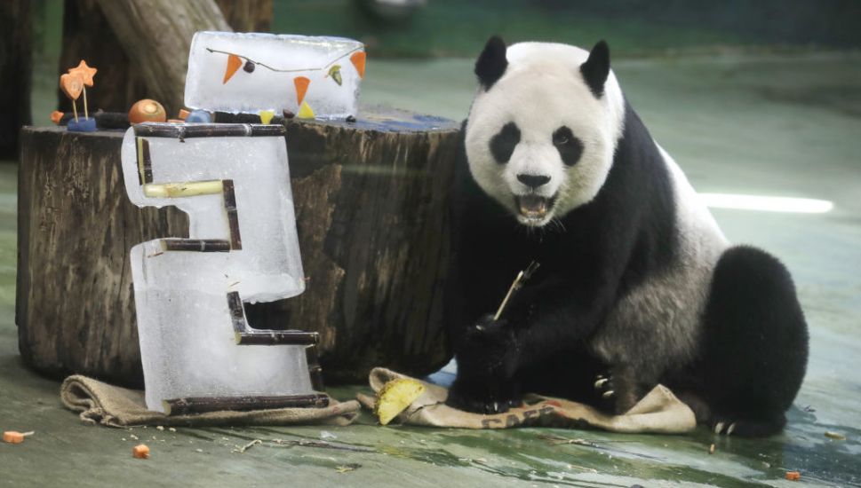 Taipei Zoo’s Veteran Giant Panda Yuanyuan Celebrates Her 20Th Birthday