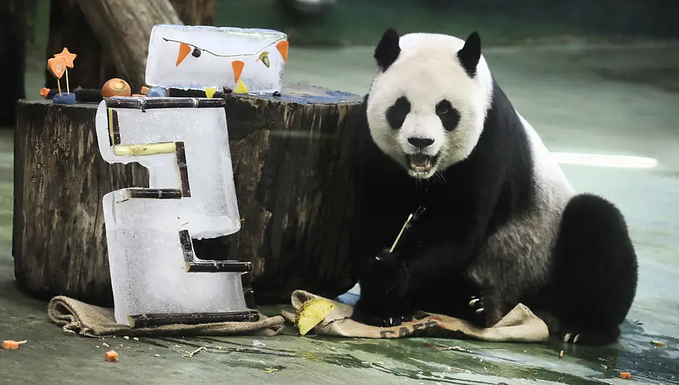 Taipei Zoo’s Veteran Giant Panda Yuanyuan Celebrates Her 20Th Birthday