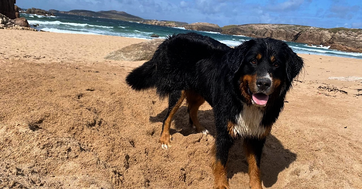 Mali the miracle dog reunited with schoolgirls who spotted her on cliff-edge