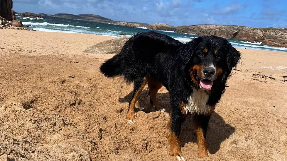 'Miracle' As Dog Missing For Over Two Weeks Found Clinging To Cliff Edge In  Donegal