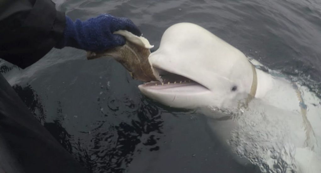 Beluga Whale Rumoured To Be Russian Spy Found Dead