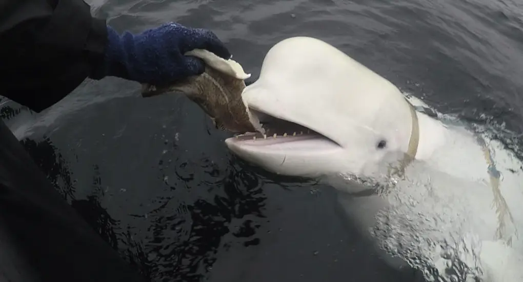 Beluga Whale Rumoured To Be Russian Spy Found Dead