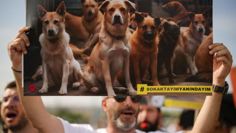 Thousands Of Turks Protest Against Controversial Law To Remove Stray Dogs