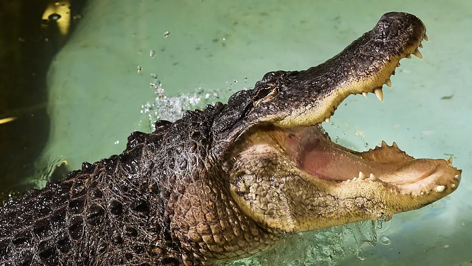 Alligator At Kilkenny Zoo Filmed Stalking And Lunging At Camera