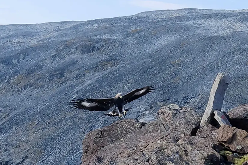 Golden Eagle Which Attacked Toddler In Norway ‘Likely Had Behavioural Disorder’