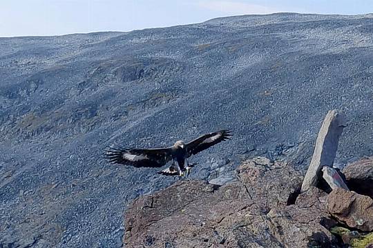 Golden Eagle Which Attacked Toddler In Norway ‘Likely Had Behavioural Disorder’