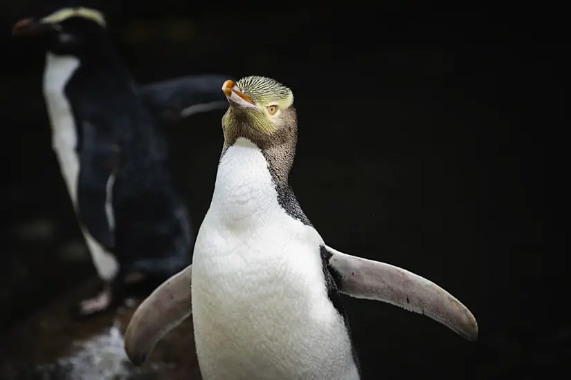 Shy Penguin Wins New Zealand’s Bird Election After Campaign Filled With Memes