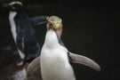 Shy Penguin Wins New Zealand’s Bird Election After Campaign Filled With Memes