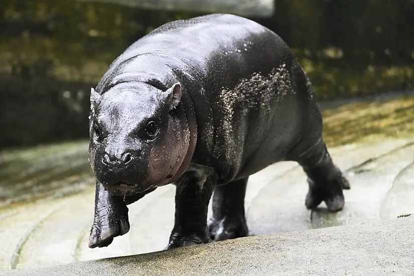 Thai Zoo Home To Viral Baby Hippo Moo Deng Is Patenting The Pygmy