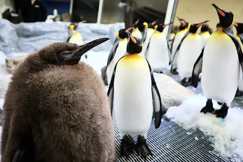 Huge Penguin Chick At Australian Aquarium Becomes Social Media Sensation