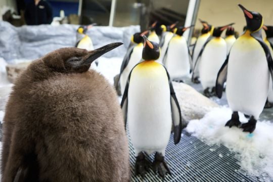 Huge Penguin Chick At Australian Aquarium Becomes Social Media Sensation